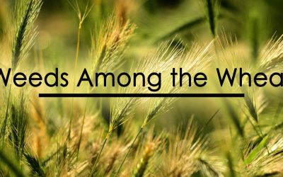 Weeds Among the Wheat (Sunday, July 23, 2023)